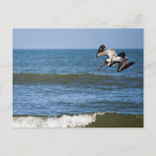Carte postale de plongée de pélican