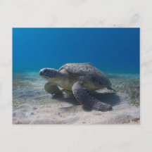 Carte postale de plongée sous-marine tortue