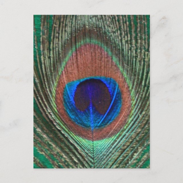 Carte postale de plume de paon vert (Devant)