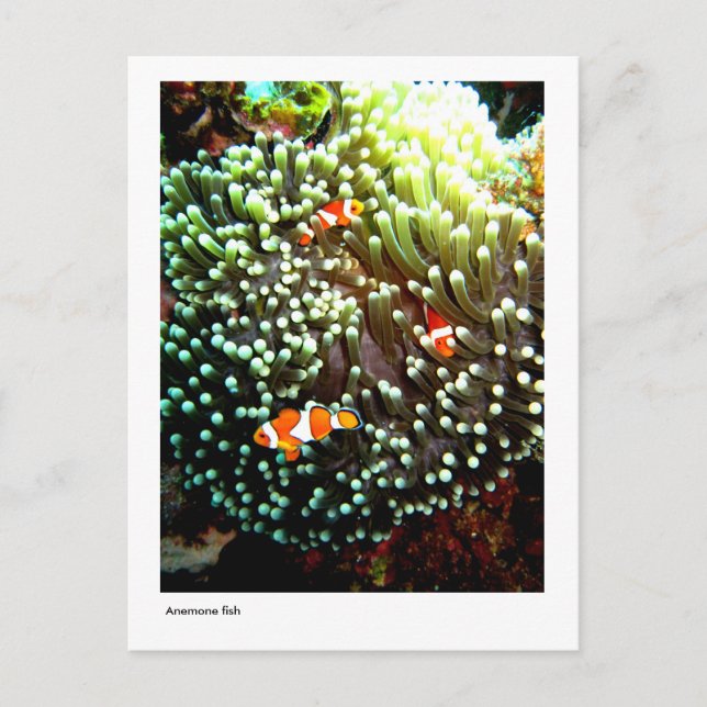 Carte postale de poisson (Devant)