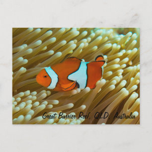 Carte postale de poisson clown