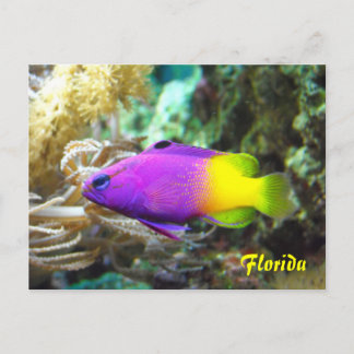 Carte postale de poisson de Floride