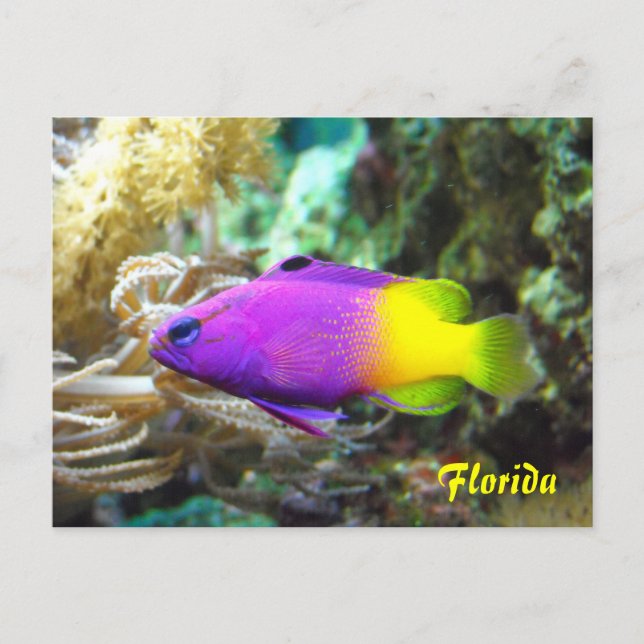 Carte postale de poisson de Floride (Devant)