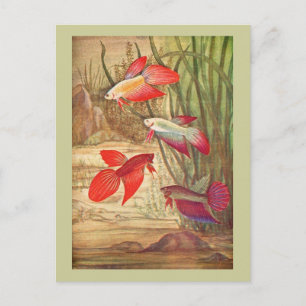 Carte postale de poissons tropicaux magnifiques