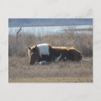 Carte postale de poney paisible.