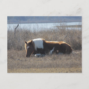 Carte postale de poney paisible.