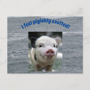 Carte postale de porc