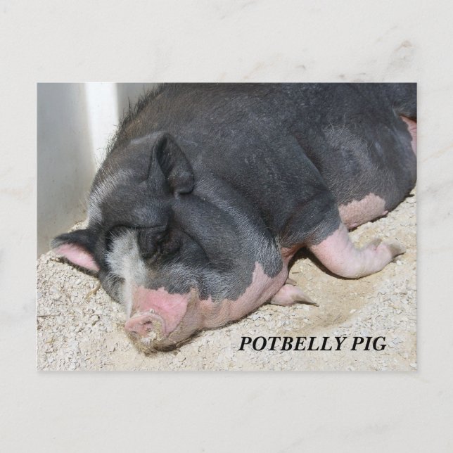 CARTE POSTALE DE PORC DE VENTRE BALLONÉ (Devant)