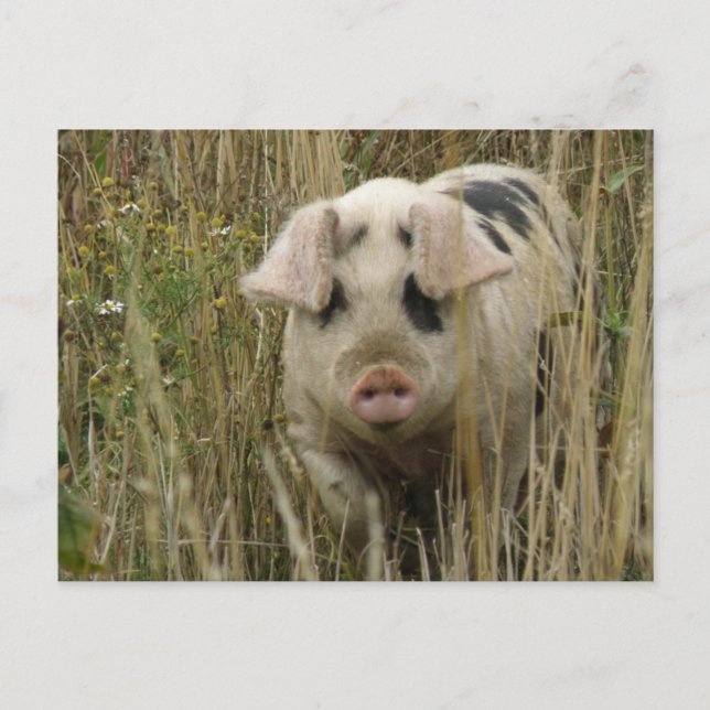 Carte postale de porc mignon (Devant)