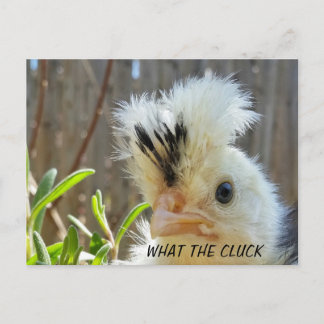 Carte postale de poulet amusant