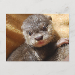 Carte postale de poupée de loutre