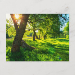 Carte postale de prairie forestière ensoleillée