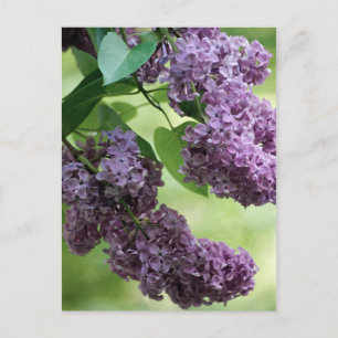 Carte postale de printemps ravissante