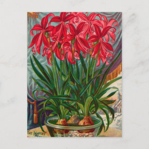 Carte postale de publicité de graines anciennes