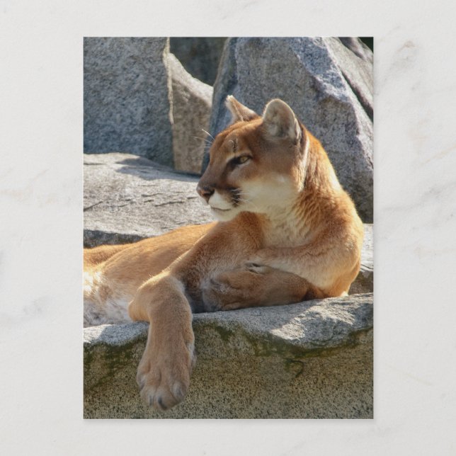 Carte postale de puma (Devant)