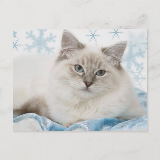 carte postale de ragdoll (Devant)