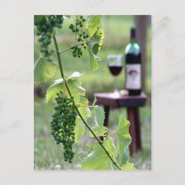 Carte postale de raisins du Kentucky (Devant)