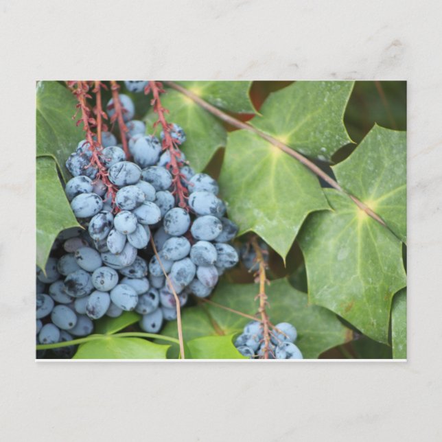 Carte postale de raisins sauvages du Texas (Devant)