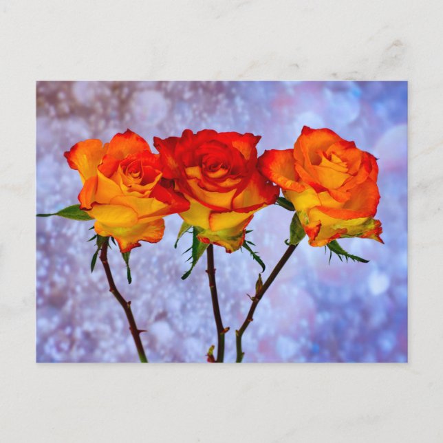Carte postale de rangée de roses orange et jaune (Devant)