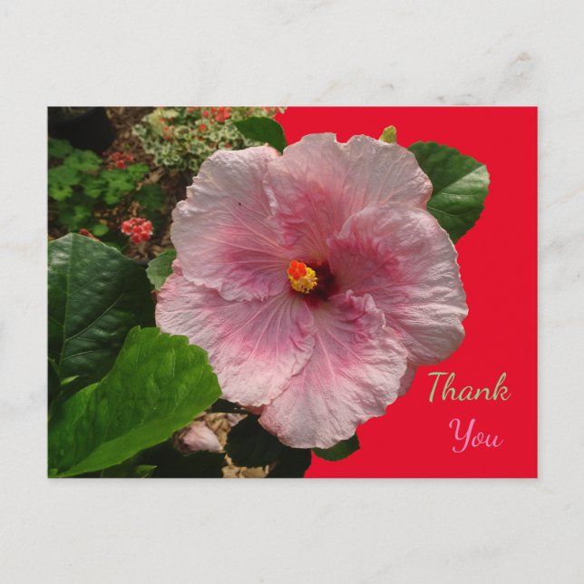 Carte postale de remerciement à l'hibiscus rose (Devant)