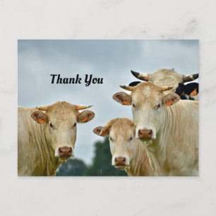 Carte postale de remerciement aux vaches