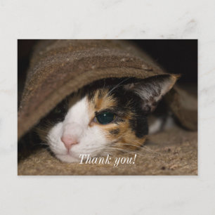 Carte postale de remerciement Calico Taco