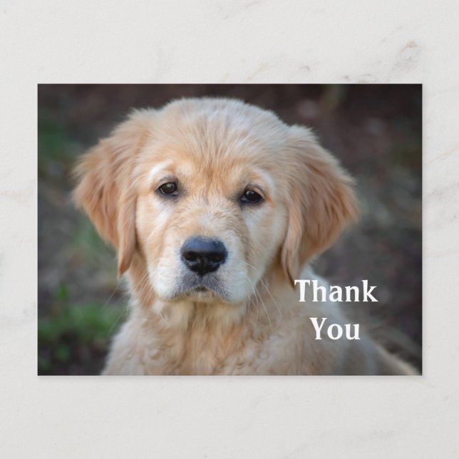 Carte postale de remerciement de chiot Golden Retr (Devant)
