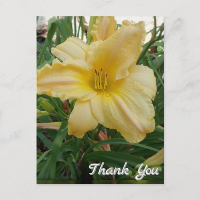 Carte postale de remerciement fleur de lys jaune (Devant)
