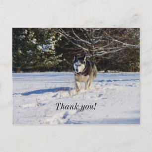 Carte postale de remerciement Husky sibérien dans
