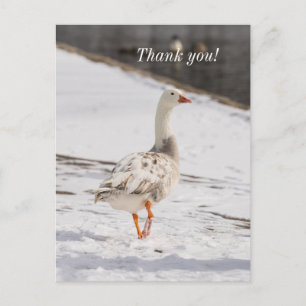 Carte postale de remerciement Snow Goose Strut