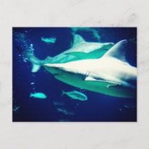 Carte postale de requin