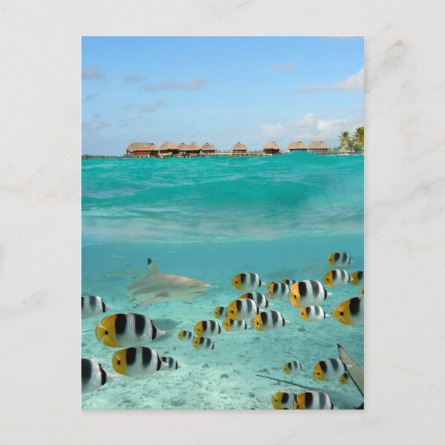 Carte postale de requins pourchassant des poissons (Devant)