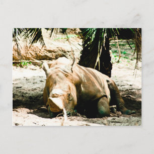 Carte postale de rhinocéros