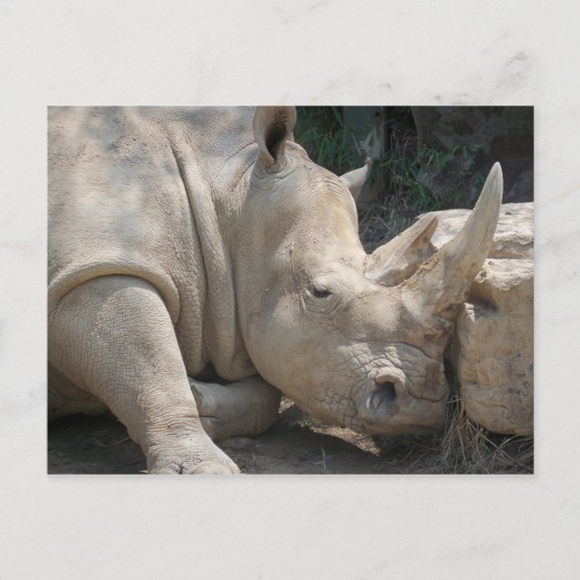 Carte postale de rhinocéros (Devant)