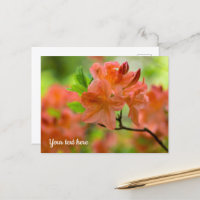 Carte postale de Rhododendron orange