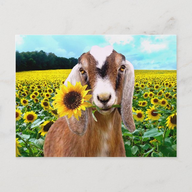 Carte postale de "Rory" (Devant)