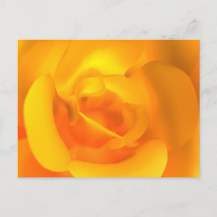 Carte postale de Rose allumée