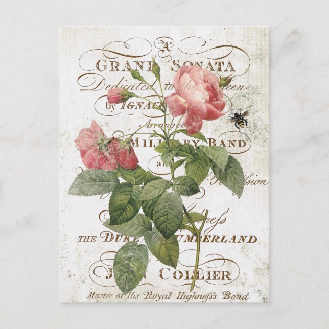 Carte postale de rose botanique française vintage (Devant)