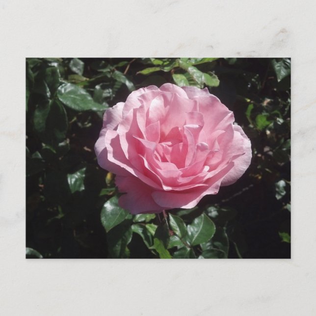 Carte postale de rose de rose (Devant)