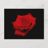 Carte postale de rose rouge sur fond noir
