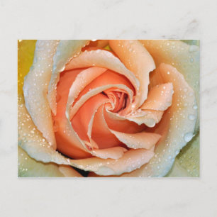 Carte postale de rose unique de couleur corail