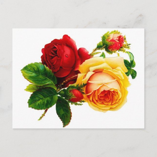 Carte postale de roses rouges et jaunes vintage (Devant)