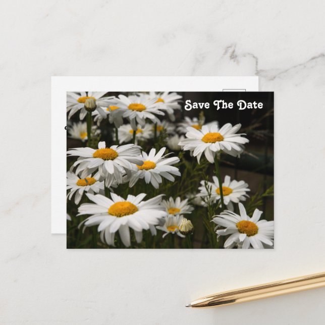 Carte postale de sauvegarde de date de marguerite (Devant/Arrière en situation)