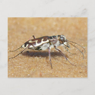 Carte postale de scarabée de tigre