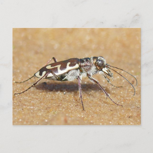 Carte postale de scarabée de tigre (Devant)