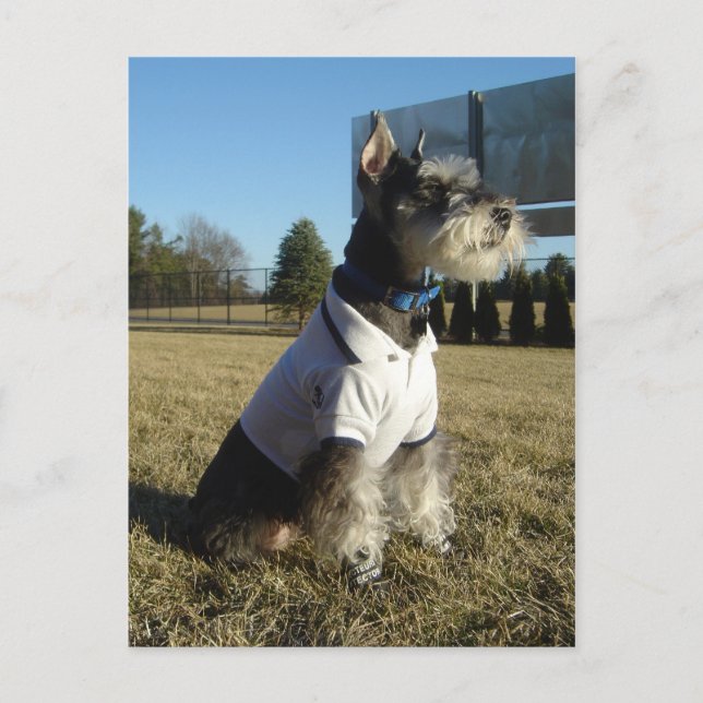 Carte postale de Schnauzer miniature (Devant)