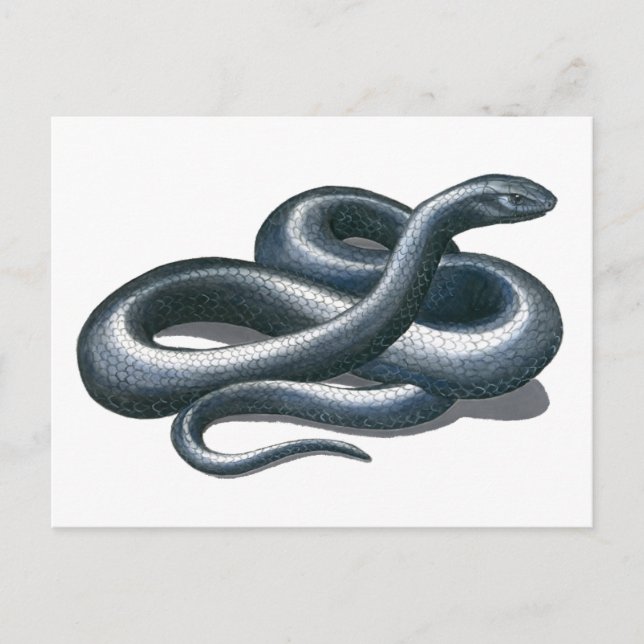 Carte postale de serpent de l'Est (Devant)