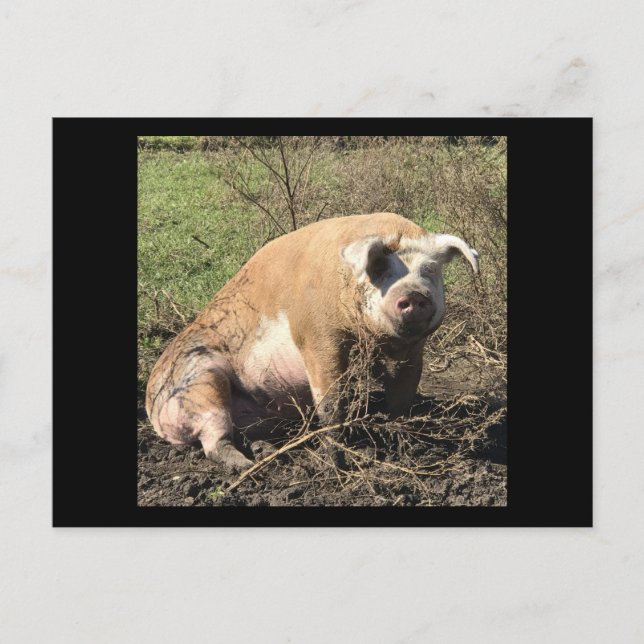 Carte postale de Sheila. Mon gros porc gras (Devant)