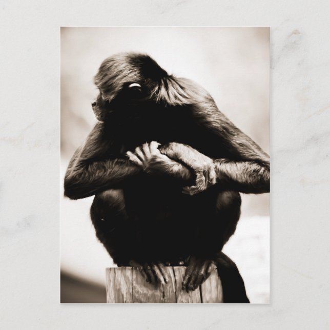 Carte postale de singe-araignée (Devant)