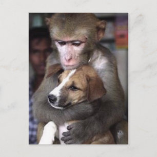 carte postale de singe et de chien